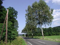 landstr-birken-mini.jpg