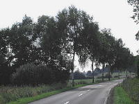 strasse-treis-mini.jpg
