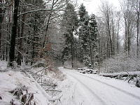 wald-winter-mini.jpg